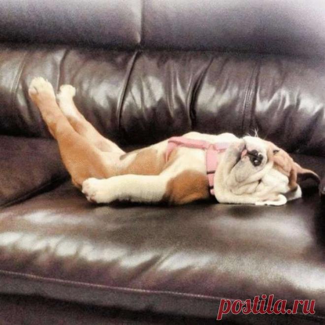 Фото собак, которые очень устали и свалились спать. ФОТО  Для этих собак не бывает преград желанием поспать. Они уснут в любое время, в любом месте и в любой позе.