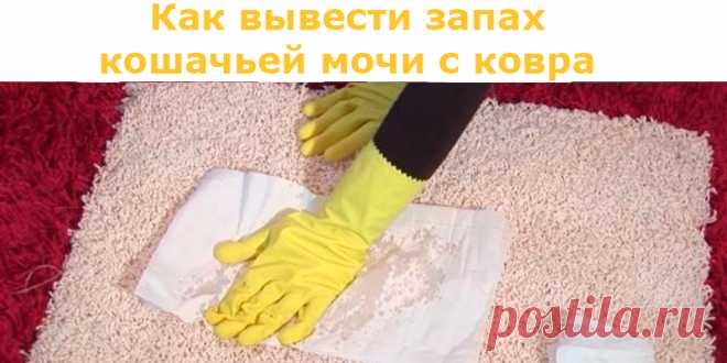Как вывести запах кошачьей мочи с ковра | Полезные советы
