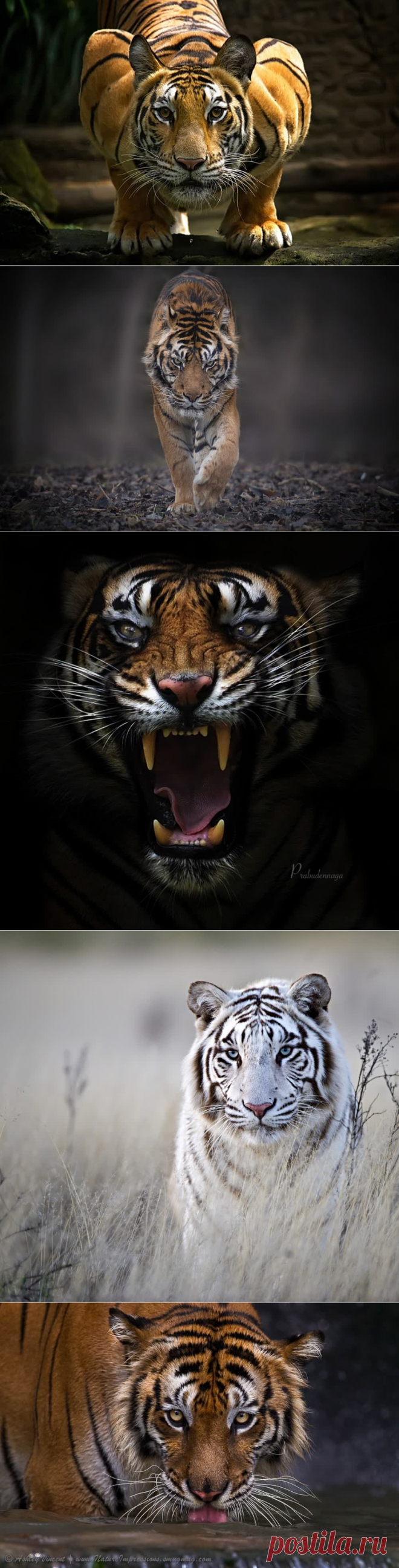 Тигры и их дикий животный магнетизм лицом к лицу.