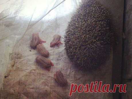 ежиха с ежатами...