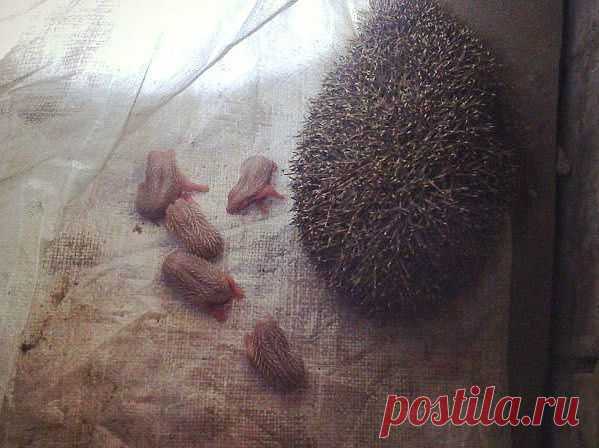 ежиха с ежатами...