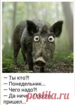 (6) Одноклассники