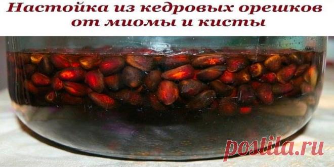 От миомы и кисты настойка из кедровых орешков | Полезные советы