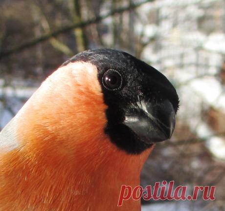 Д Р У Г
Автор фотографии: Евгений Павлов
г.Великий Новгород

#Фото@birdslovers #Нам_прислали@birdslovers