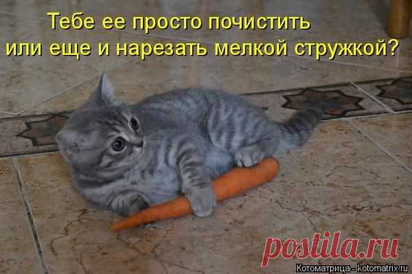 Пятничная котоматрица - ФОТО.