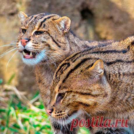 Виверровый кот рыболов - фото, описание, характер, отзывы | GoCats.ru