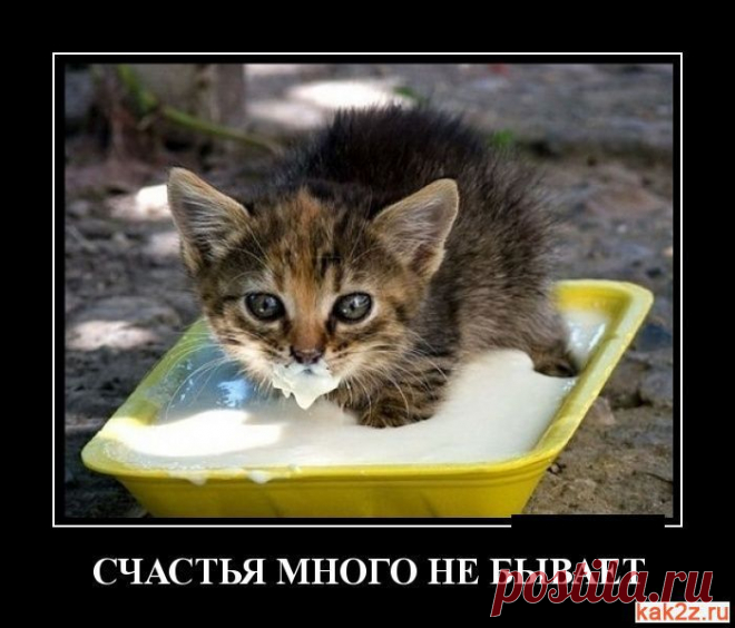 немного котеек )))) - В мире животных