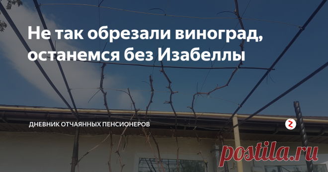Не так обрезали виноград, останемся без Изабеллы У нас в саду две виноградных беседки. Одна сразу напротив калитки, перед домом, на ней растет виноград Изабелла. И вторая за домом, вокруг террасы; здесь растут наши любимые десертные сорта: Восторг, Виктория, Молдова, Талисман, Фрумоаса албэ, Белый мускат.
И вот в этом году, в марте, муж с сыном решили подновить беседку перед домом, а для этого сняли с опор и сильно обрезали 15-летние лозы Изабел