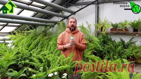 ХОТЕЛКА № 1. Вот ТАКОЕ удобрение я выбрал для рассады. Важнейший элемент питания вашего урожая. | Иван Русских | Дзен