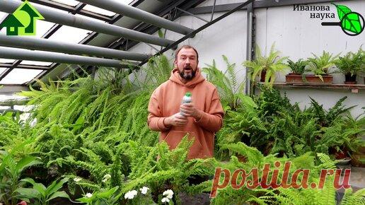 ХОТЕЛКА № 1. Вот ТАКОЕ удобрение я выбрал для рассады. Важнейший элемент питания вашего урожая. | Иван Русских | Дзен