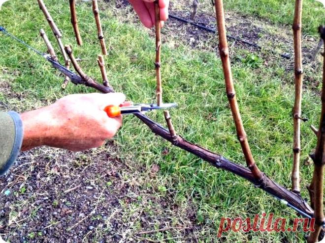 Как обрезать виноград осенью, чтобы был хороший урожай: правильная обрезка однолетних, двухлетних и старых кустов, схемы и видео для начинающих Способы, как правильно обрезать виноград осенью для хорошего урожая. Схемы и видео по обрезке однолетних, двухлетних, трехлетних и взрослых растений. Пошаговая инструкция для начинающих.