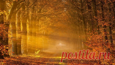 Gold autumn  wallpaper | AllWallpaper.in #16474 | PC | en