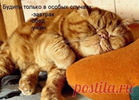 Пост хорошего настроения)