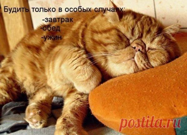 Пост хорошего настроения)