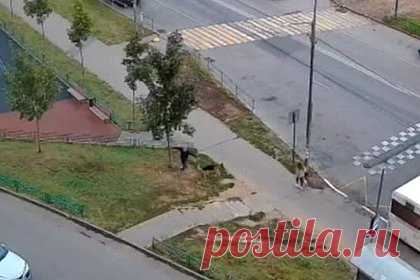 Нападение овчарки на 13-летнюю школьницу с йорком в Подмосковье попало на видео. В подмосковном поселке Дрожжино овчарка напала на 13-летнюю школьницу, гуляющую с йоркширским терьером. На появившихся в соцсетях кадрах видно, как овчарка срывается с поводка и бросается на находящуюся неподалеку девочку. При этом хозяин животного ничего не пытается предпринять, чтобы как-то помочь школьнице.