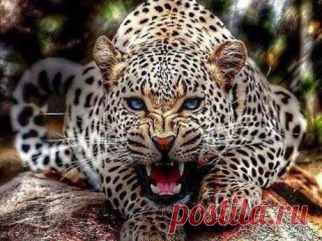 В жизни преуспевают те, кто не боится мечтать о чем-то великом и затем рисковать ради воплощения своих видений. Они открыто смотрят в лицо своим страхам, принимают правила игры и отважно встречают дни своей жизни. И как бы не было страшно, они идут вперед. Лучше прожить один день как лев, чем оставаться овцой всю свою жизнь.
Успех чаще выпадает на долю того, кто смело действует, но его редко добиваются те, кто проявляет робость и постоянно опасается последствий.