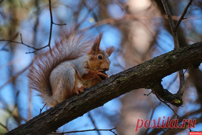 Фото: белка. Фотолюбитель Вячеслав Позывной. Фото животных. Фотосайт Расфокус.ру