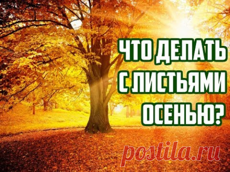 По вопросам сотрудничества - thegreenboyplanet@gmail.com Осенняя листва, что с ней делать?