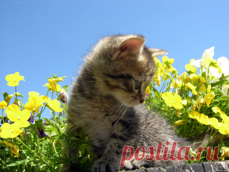 красивые картинки на рабочий стол Кошки Кот Коты cats kotenok 6 1600