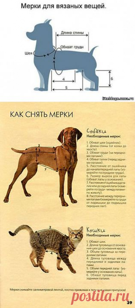 КАК СНЯТЬ МЕРКИ У СОБАКИ И У КОШКИ ДЛЯ ВЯЗАНЫХ ВЕЩЕЙ
