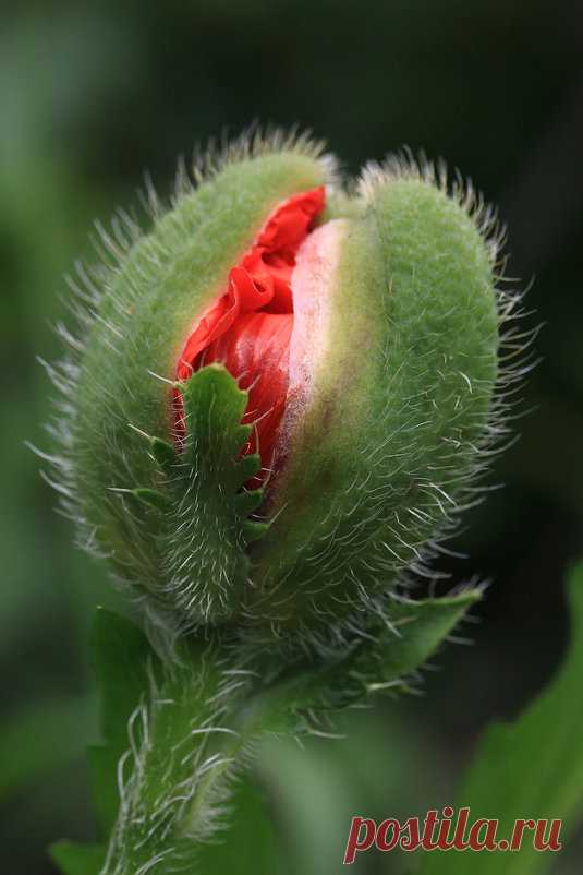 (14) Flowers