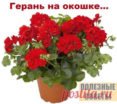 (54) Одноклассники