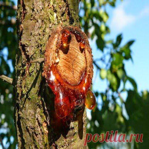 Камедетечение черешни | Друг пенсионера
Камедетечение (или гоммоз) — это болезнь. Встречается у всех видов ко­сточковых культур. Характеризуется выделением тягучей, клейкой жидко­сти на стволах, ветвях, плодах, а иногда и листьях деревьев.