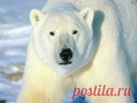 Суперхищники - 6 серий