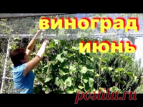 Уход за виноградом в июне   Чем опрыскать виноград от болезней  Чеканка винограда