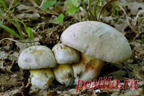 Боровик Фехтнера. Отличный съедобный гриб, который растёт в России. Грибники путают его с сатанинским | грибной критик | Яндекс Дзен