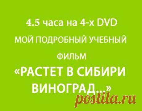 Выращивание рассады томатов. Подготовка семян томатов, выращивание рассады. Тамара Ященко - Полезная информация - Частная коллекция семян Тамары Ященко. Виноград Сибири и Урала.   Выращивание рассады томатов. Подготовка семян томатов, выращивание рассады. Биологические особенности томатов