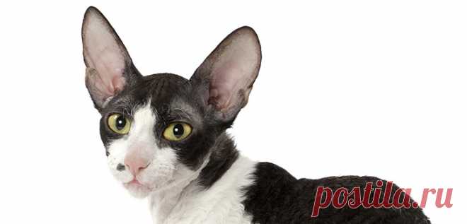 История породы корниш-рекс