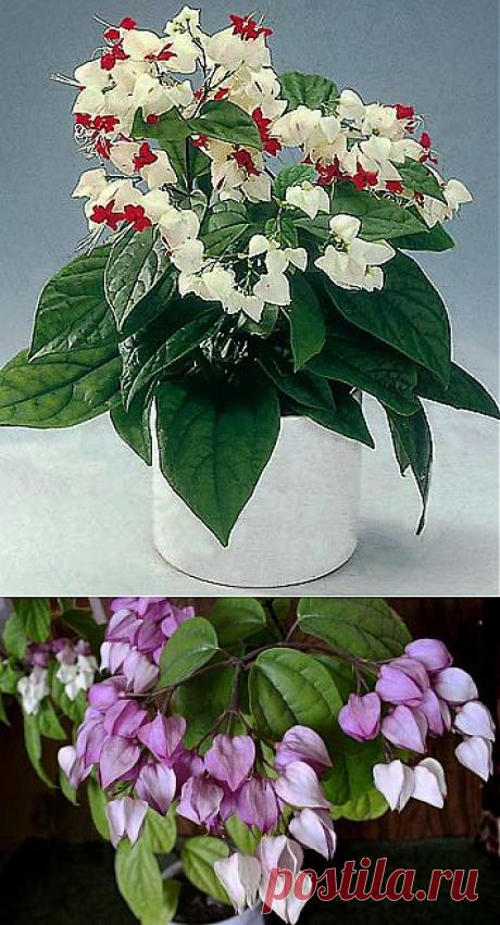 Комнатное растение клеродендрум - &quot;дерево судьбы&quot; | Наш уютный дом