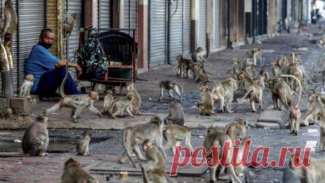 Полчища макак захватили город в Таиланде и обрушили его экономику. Город Лопбури в Таиланде подвергся нашествию длиннохвостых макак, которые захватили его территорию и создают проблемы для экономики и местных жителей. Об этом сообщает Le Courrier International. &quot;Армия&quot; из 3500 длиннохвостых ...