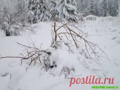 Уход за подмерзшими деревьями в саду