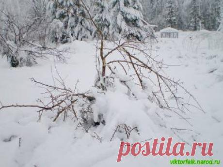 Уход за подмерзшими деревьями в саду
