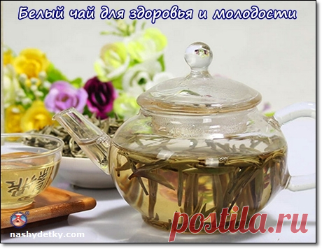 Белый чай - полезные свойства и применение