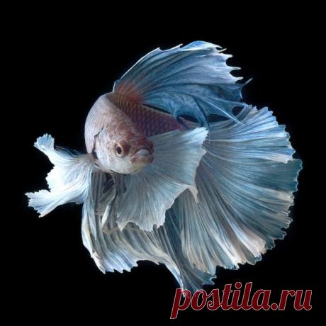 (1) Gallery.ru / Фото #1 - обитатели аквариумов - Vladikana
