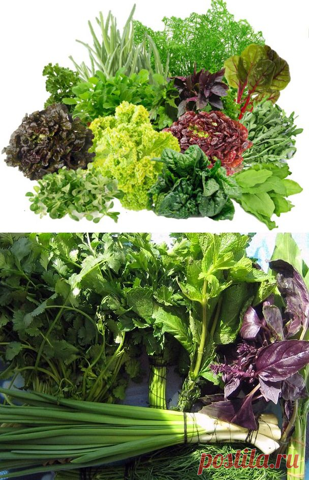 Заготовка впрок укропа, петрушки, эстрагона, базилика, мяты,мелисы, душицы и иссопа