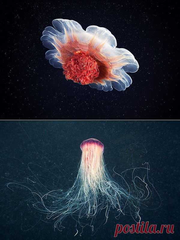 Jellyfish Madness by Alexander Semenov - Fun Stuff Cafe