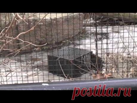 Чем больше мозг, тем умнее хищник | Все умницы