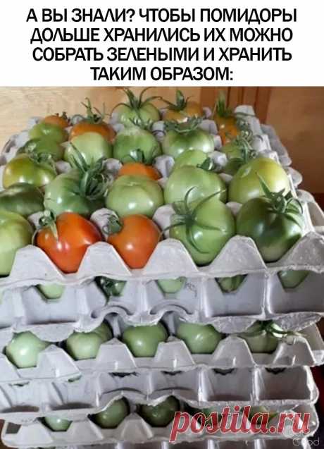 Вариант хранения помидоров