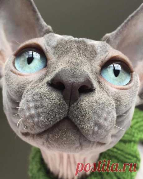 Sphynx Kitty
