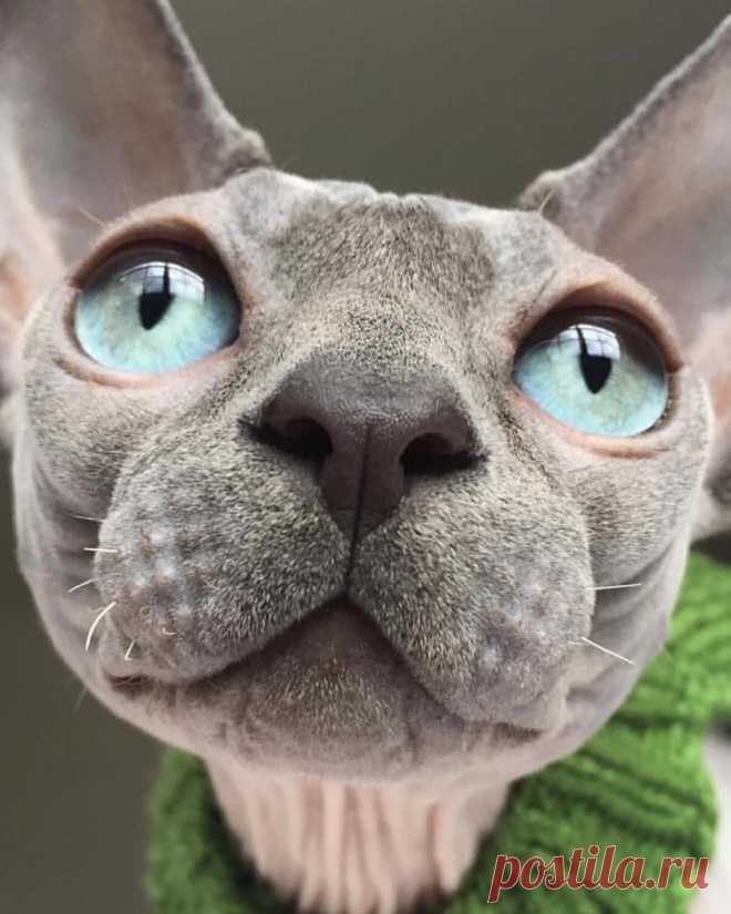 Sphynx Kitty