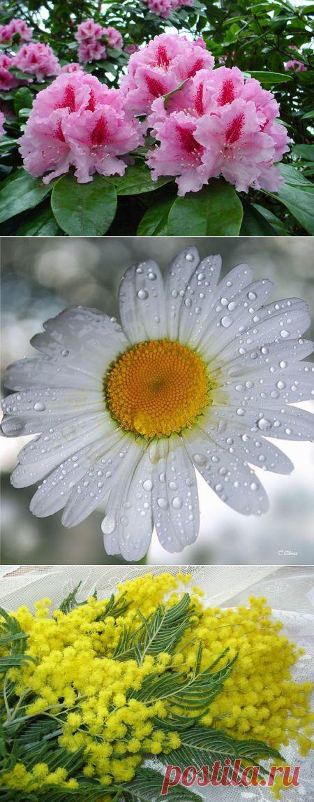 ЯЗЫК И СИМВОЛИКА ЦВЕТОВ.