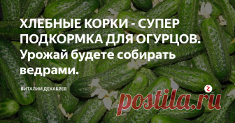 ХЛЕБНЫЕ КОРКИ - СУПЕР ПОДКОРМКА ДЛЯ ОГУРЦОВ. Урожай будете собирать ведрами. 
Некоторые простые подкормки из подручных средств творят чудеса. Как повысить...