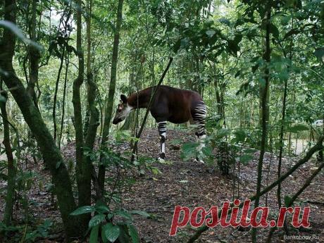 Лесной жираф | Чёрт побери
