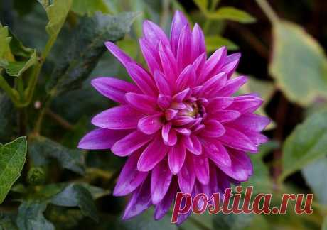 Дневник Вечеслав_Миронов