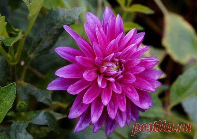 Дневник Вечеслав_Миронов