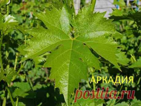 лист винограда коктейль - Поиск в Google